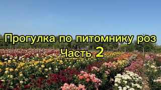 Питомник роз/ первое цветение / Июнь 2024☺️🌹часть 2