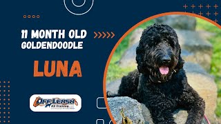 Goldendoodle, 11 m/o, "Luna” | Outstanding Goldendoodle Obedience Training Spokane