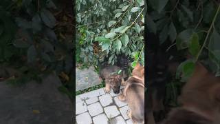 🐾ОВЧАРКА🐾первые выяснения отношений🤗