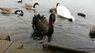 5 minute adventure. black swan.  cycnus atratus