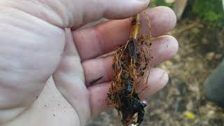 Root Growth On Brown Turkey Fig Cutting Success