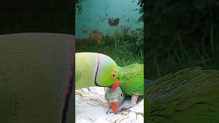 Mian Mithu Tu Tu Tu 😍 #talkingparrot #cute #funny