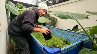 Como armar una pecera desde 0 y recolecté los peces y plantas en el río. pesca urbana