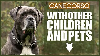 CANE CORSO WITH CHILDREN AND PETS