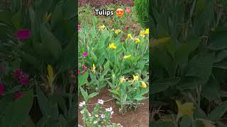 Tulips garden in pune 😍🌷#flowers #bloom #shorts #viral #shortvideo #Tulips #garden #pune #dinosaur