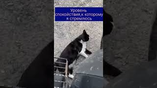 Спокойствие #котики #кошкивидео