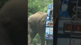 Wild elephants trying to attack vehicles traveling on the highway😯🐘🐘🚍#elephant #viralvideo