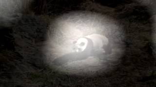 Giant Pandas, The Last Refuge   National Geographic