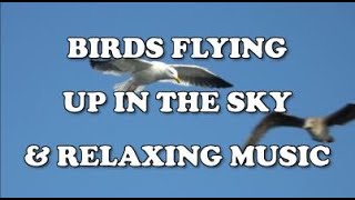 BIRDS FLYING UP IN THE SKY & RELAXING MUSIC