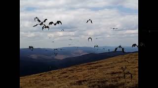 Bieszczady - WIELKA RAWKA, KRZEMIENIEC