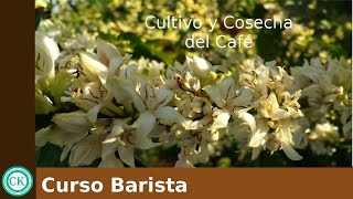 El cultivo y la cosecha del café. Curso Barista Cap. 4.