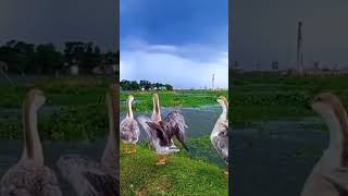 #birds #chinaduck #bird #fishing #domesticgoose #চিনা  রাজার হাঁস