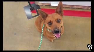 Fearful reactive Cattle Dog mix Bunny making friends | Houston dog training