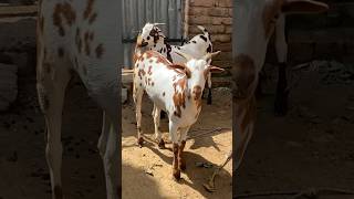 +91 97599 27353 #goat #goathusbandry #goatfarming #barbarigoats #barbarigoatfarming #animals #bakra