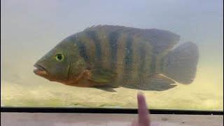 Catching *HUGE FISH  for my 120 gallon fish tank *CATCH AND COOK*