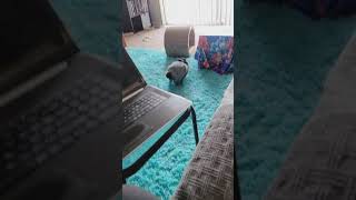 Energizer Bunny on Espresso! Bunny caught the ZOOMIES *Adorable Netherland Dwarf* Midnight