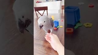 🤝🏻😆Shake Shake | Baby Peril, the Handsome African Grey Parrot