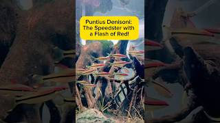 Puntius Denisoni: The Speedster with a Flash of Red! AquaVerse #puntiusdenisoni #aquascape #shorts