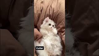 funny cat#cat#cats#catlover #catshorts #funnycats#youtubeshorts #funnyvideo #music