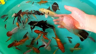 Tiger Barb Goldfish Ranchu Molly Balloon Angelfish Koi Carp Parrot Fish SOO Cute Pets Animals Videos