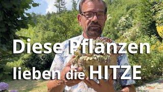 Diese Pflanzen LIEBEN die HITZE