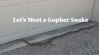 Let's Meet a Gopher Snake