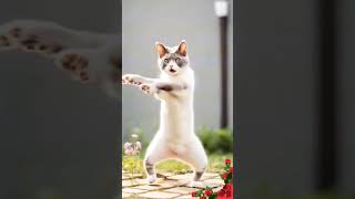 Cat Dance 😎 #youtubeshorts #funny #cat #shorts #catdance #catlover