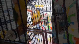 🤣🤣Super Funny Caique Birds 😅😅 | #parrot