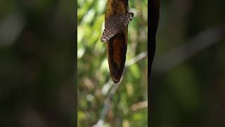 Cuelgas un plátano maduro en tu jardín y mira lo que pasa #shorts