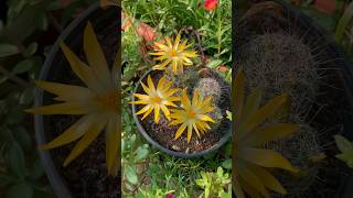 Cactus blooming in my terrace garden 🪴 #youtubeshorts #shorts #cactusflower