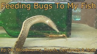 Feeding Bugs To My Fish ep.24 Bloodworms, Roach, Centipede & Moth