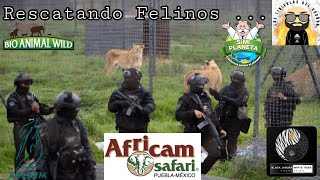 Rescate de Felinos #blackjaguarwhitetiger #bjwt #arturoislas #africamsafari #bioanimalwild #azcarm.