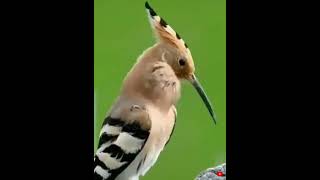 Cute Moments Of Amazing Birds.