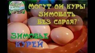 зимовье курей