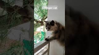 Stronger cat | Like | Subscribe | Share