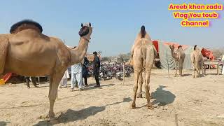 روہی چولستان اور خواجہ غلام فرید کی کافی