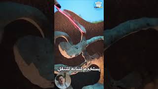 كيف يلتهم آكل النمل طعامه بدون أسنان؟ 🐜 | حقائق حقائق | غريب | مثير