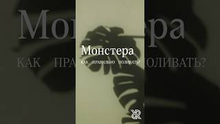 Полив монстеры: как это делать правильно?