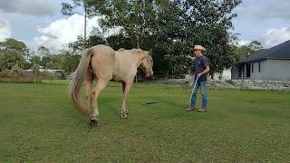 Horse Ground Work at Liberty