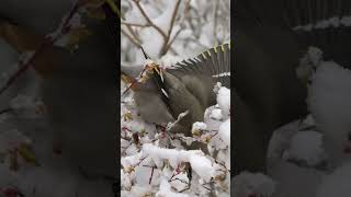 BOHEMIAN WAXWING #short #curiosidades #animals #shortsyoutube #animais #shortvideo #short