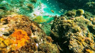 Deerfield Beach / Boca Snorkeling - July 2, 2023