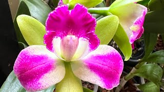 Orchids blooming , orchid care