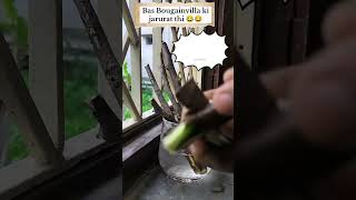 .100%Propagation Success By This Method#bougainvillea #viral #youtubeshorts #bougainvilleabonsai