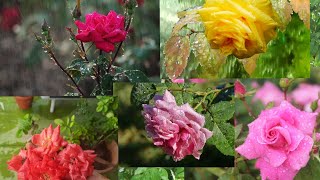 வீட்டில் உள்ள ரோஜா செடிகளை மழையில் பாதுகாக்க/Rose Plant Care In Rainy Season