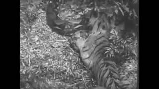 Python vs Tiger Fighting To Death By: Silent Film Archives