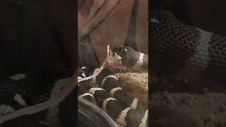 Alamo the king snake loves mice, watch until end