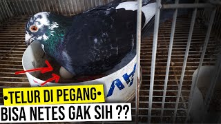 BENER GAK SIH PEGANG TELUR MERPATI BISA BIKIN GAK MENETAS ??? DI SINI JAWABANNYA