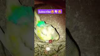 Newborn chick update 😎 🐥🐣 subscribe please 🤩 #funny #budgies #lovebird #comedy #budiges #birds