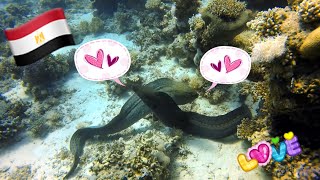 SCUBA DIVING EGYPT  - Moray cuddling - in love  Dive Hurghada  Red Sea