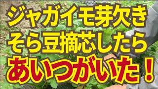 ジャガイモ芽欠きとそら豆の摘芯。手ごろなサイズのジャガイモ収穫と、大粒のそら豆を収穫するための摘芯。4月にやるべきポイントです。